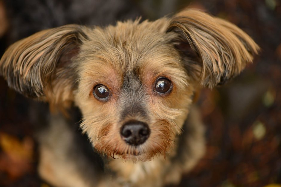 Дворняжка терьер