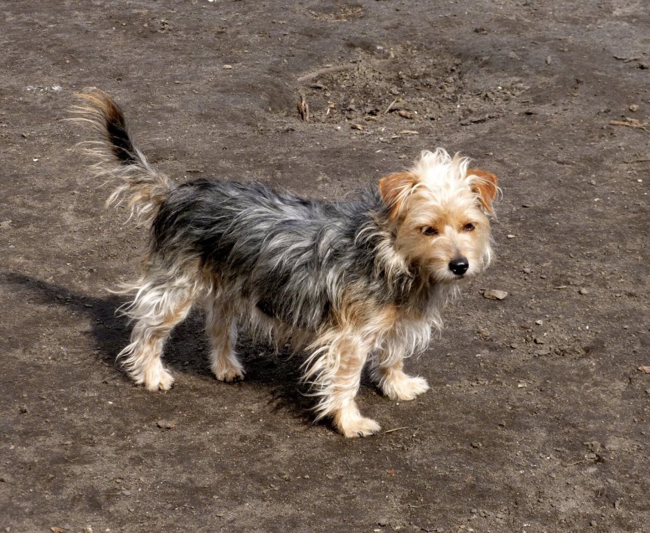 Дворовый терьер