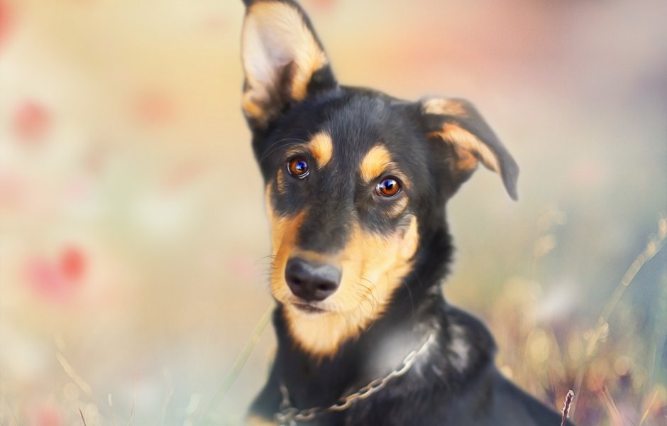 Дворняга собака