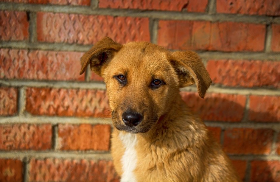 Порода двортерьер