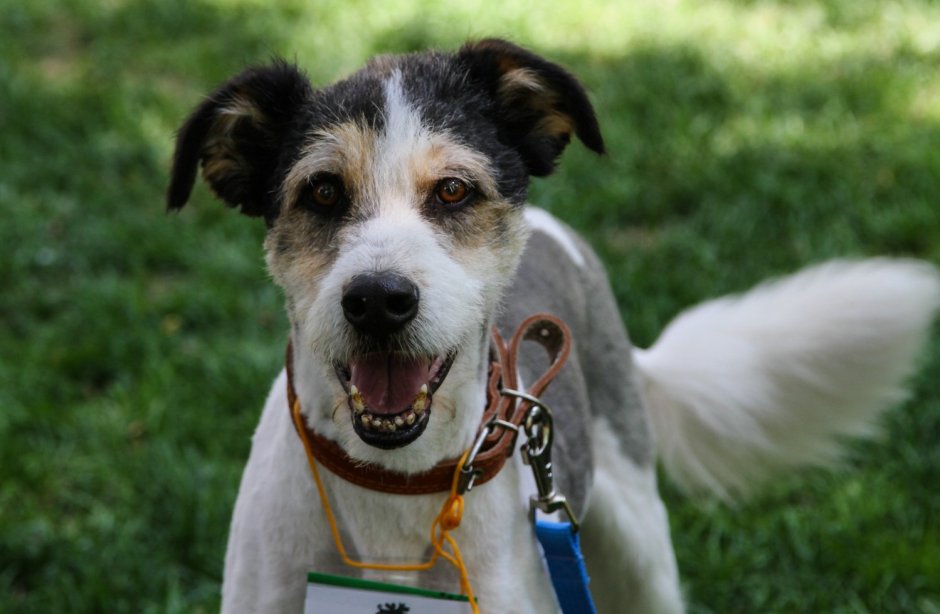 Смешная дворняжка