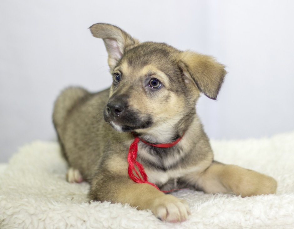 Щенок дворняжки 3 месяца