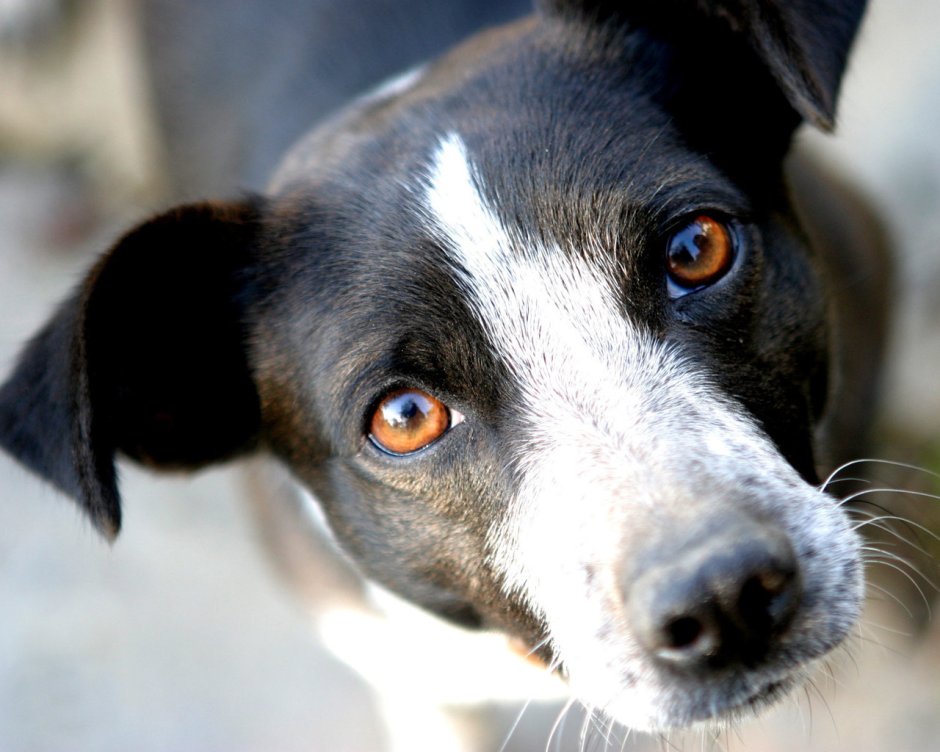 Глаза собаки