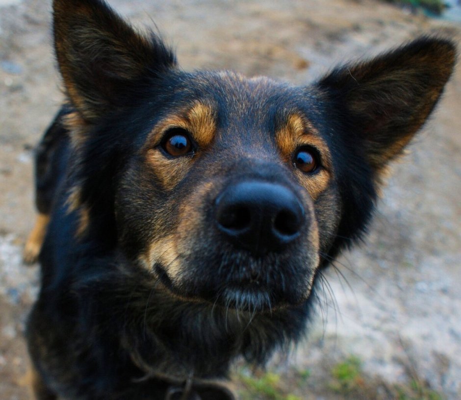 Дворняга собака