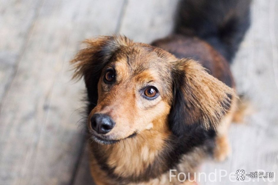 Длинношерстный двортерьер