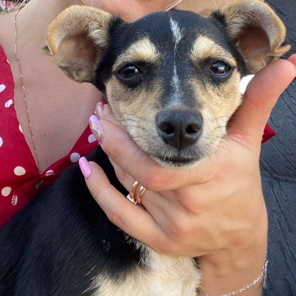 Маленьких дворняжек