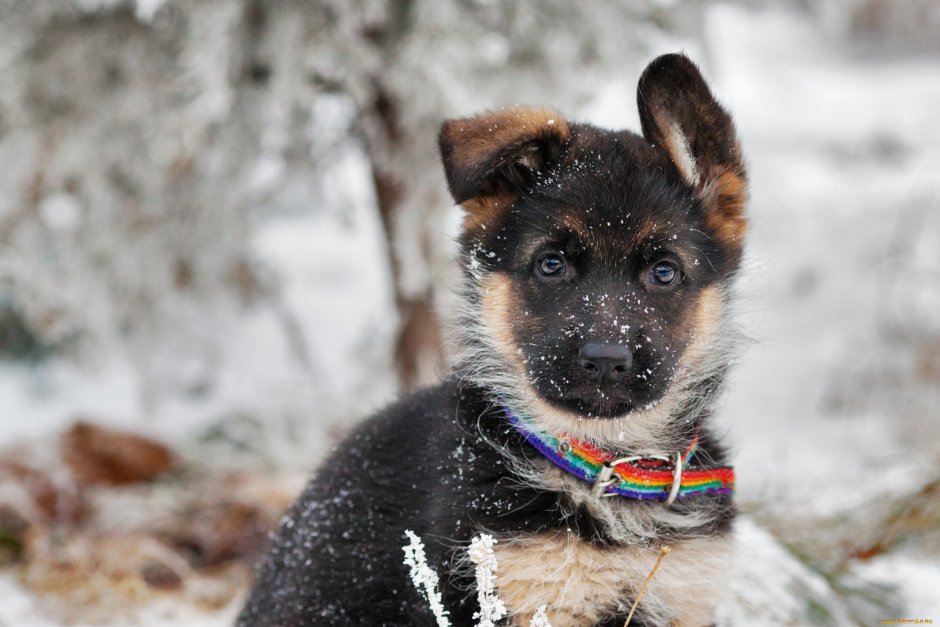 Маленькая овчарка