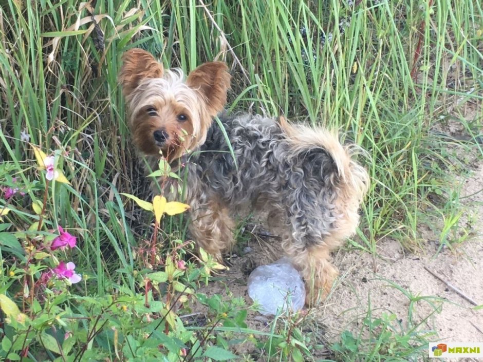 Йоркширский терьер с хохлатой