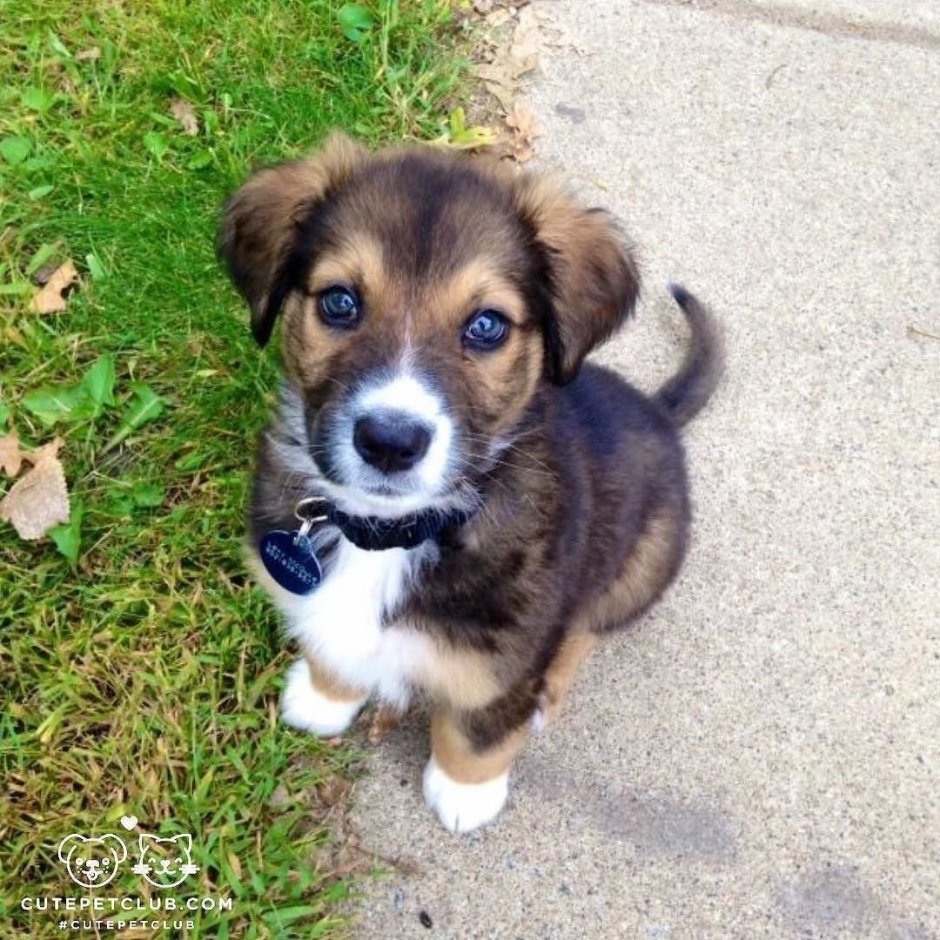 Маленькая собачка дворняжка