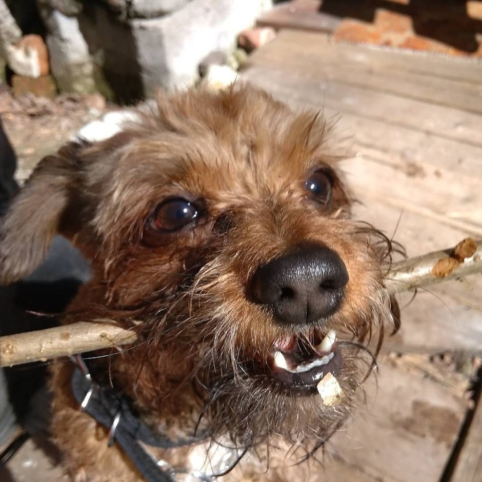 Бордер терьер метис