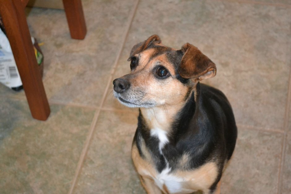 Джек-Рассел-терьер помесь