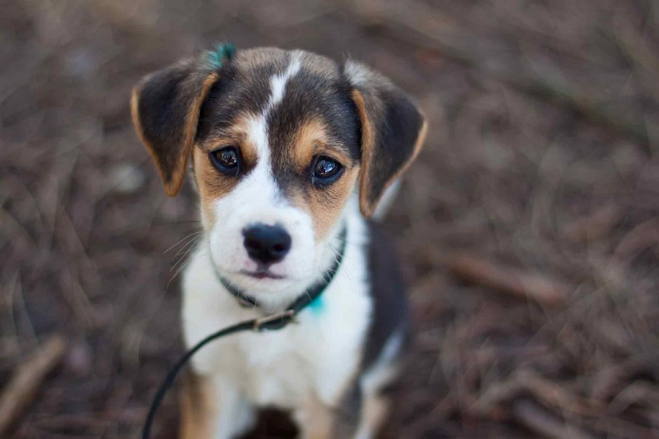 Порода собак дворняжка