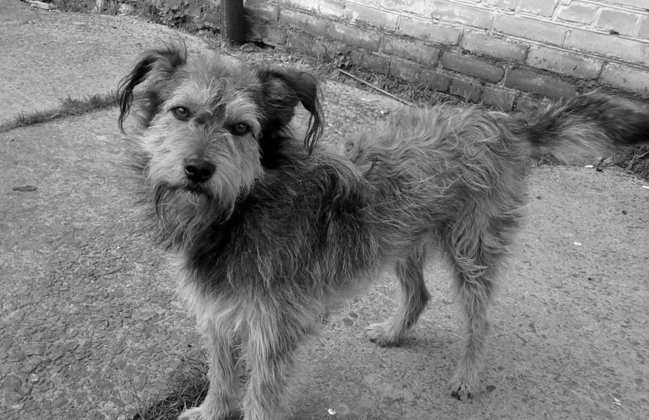 Дворняга лохматый пес