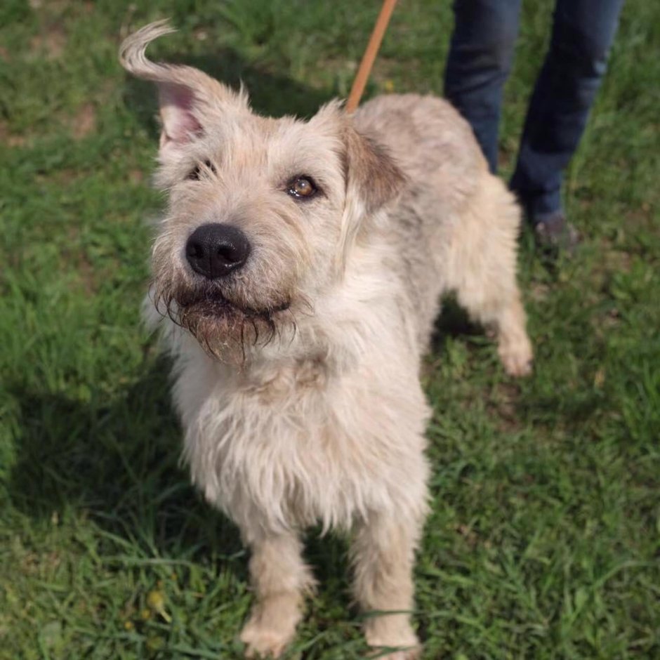 Ирландский терьер волкодав