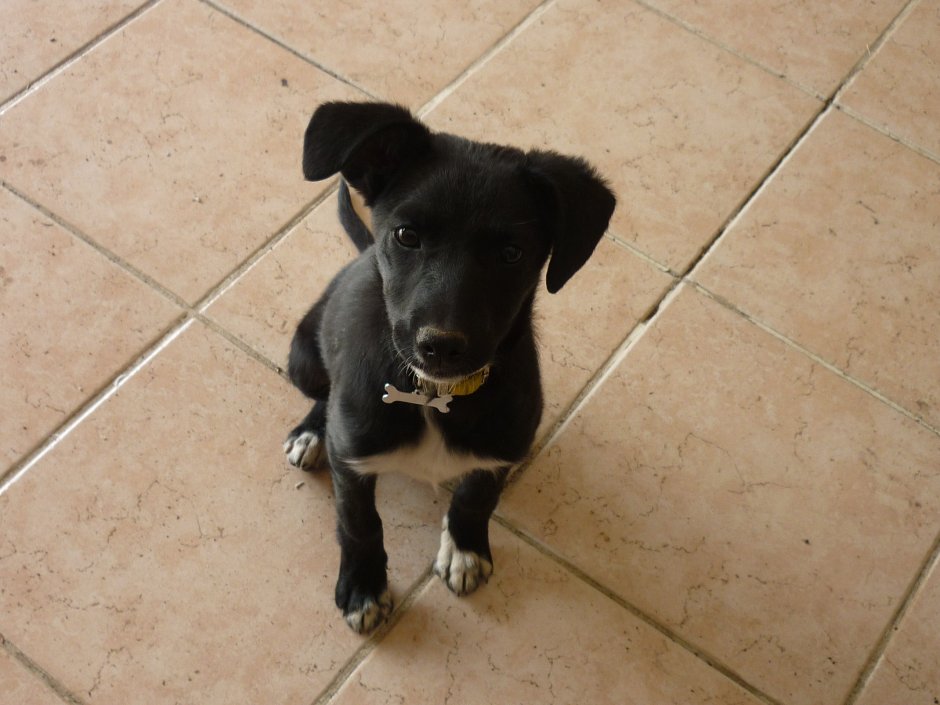 Паттердейл терьер длинношерстный