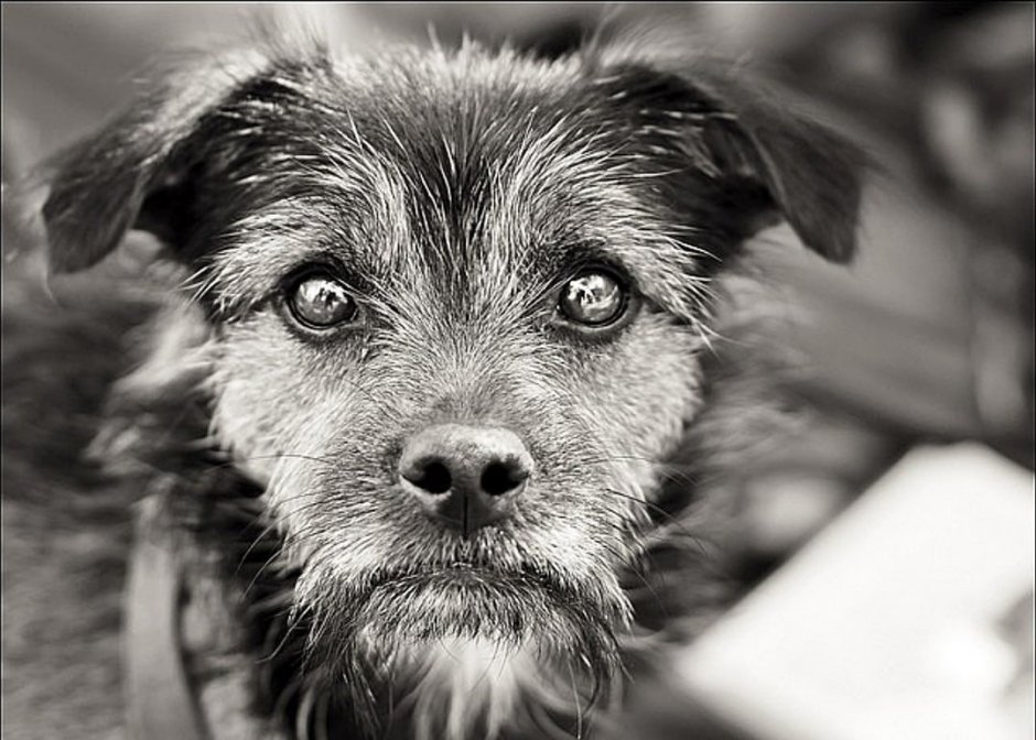 Бездомный пес