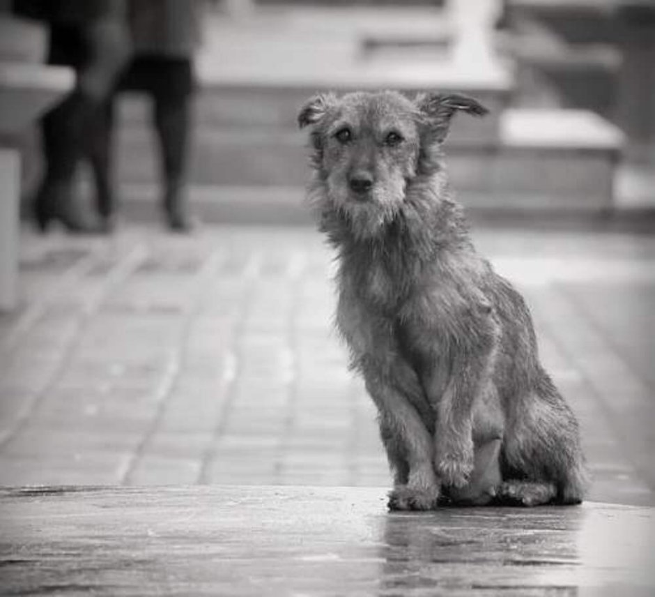 Бездомные животные