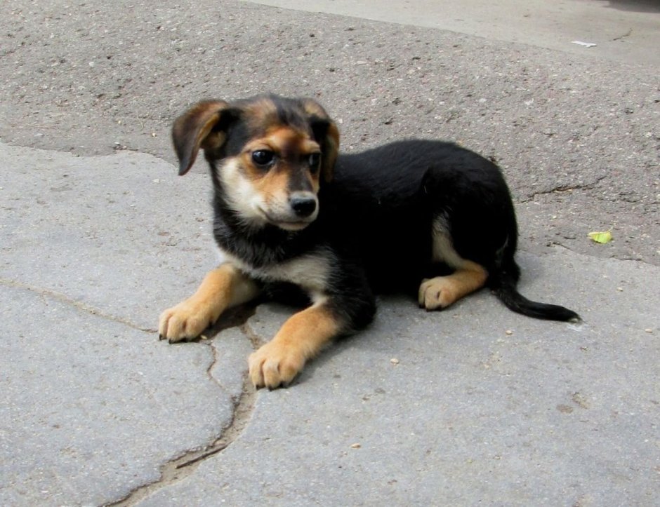 Щенки дворняжки