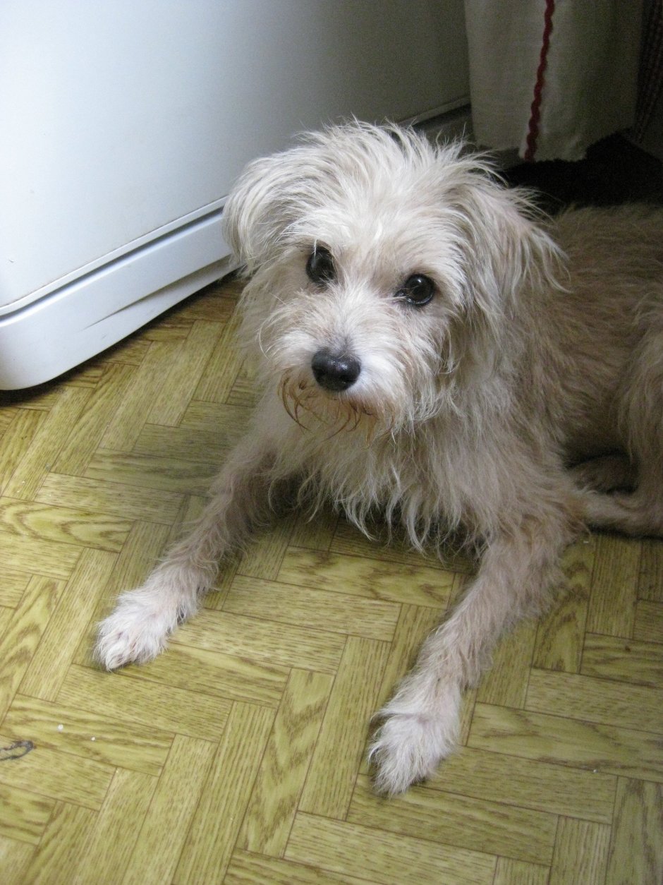 Метис мальтийской Болонки елхосапса