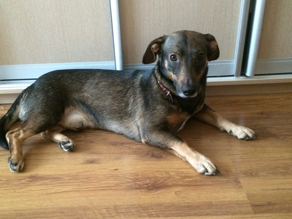 Метис таксы и дворняги