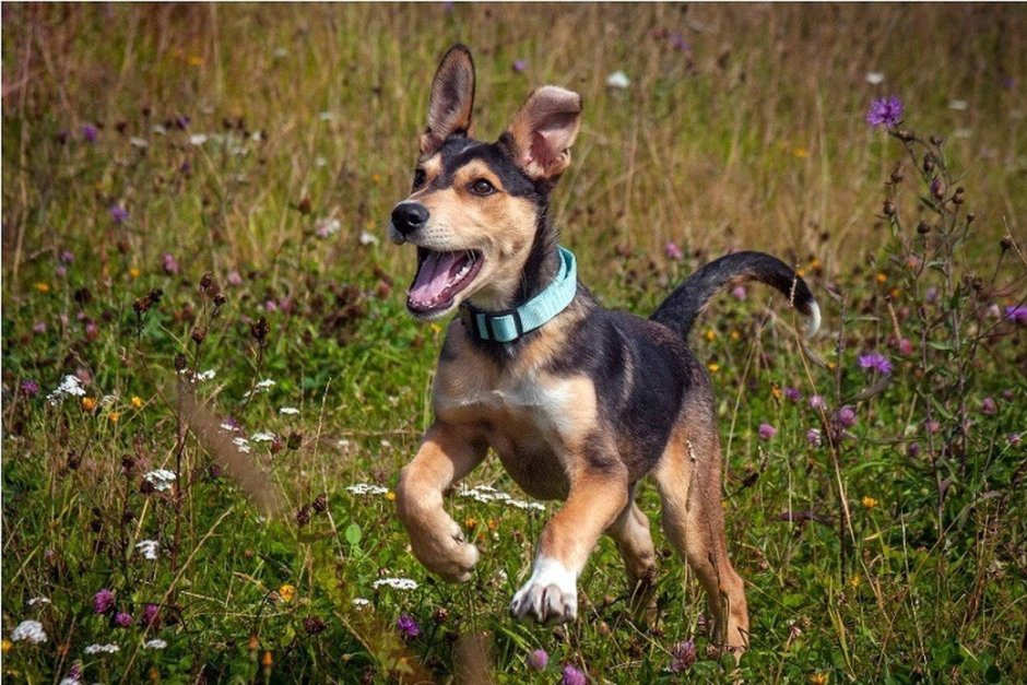 Небольшие собаки компаньоны