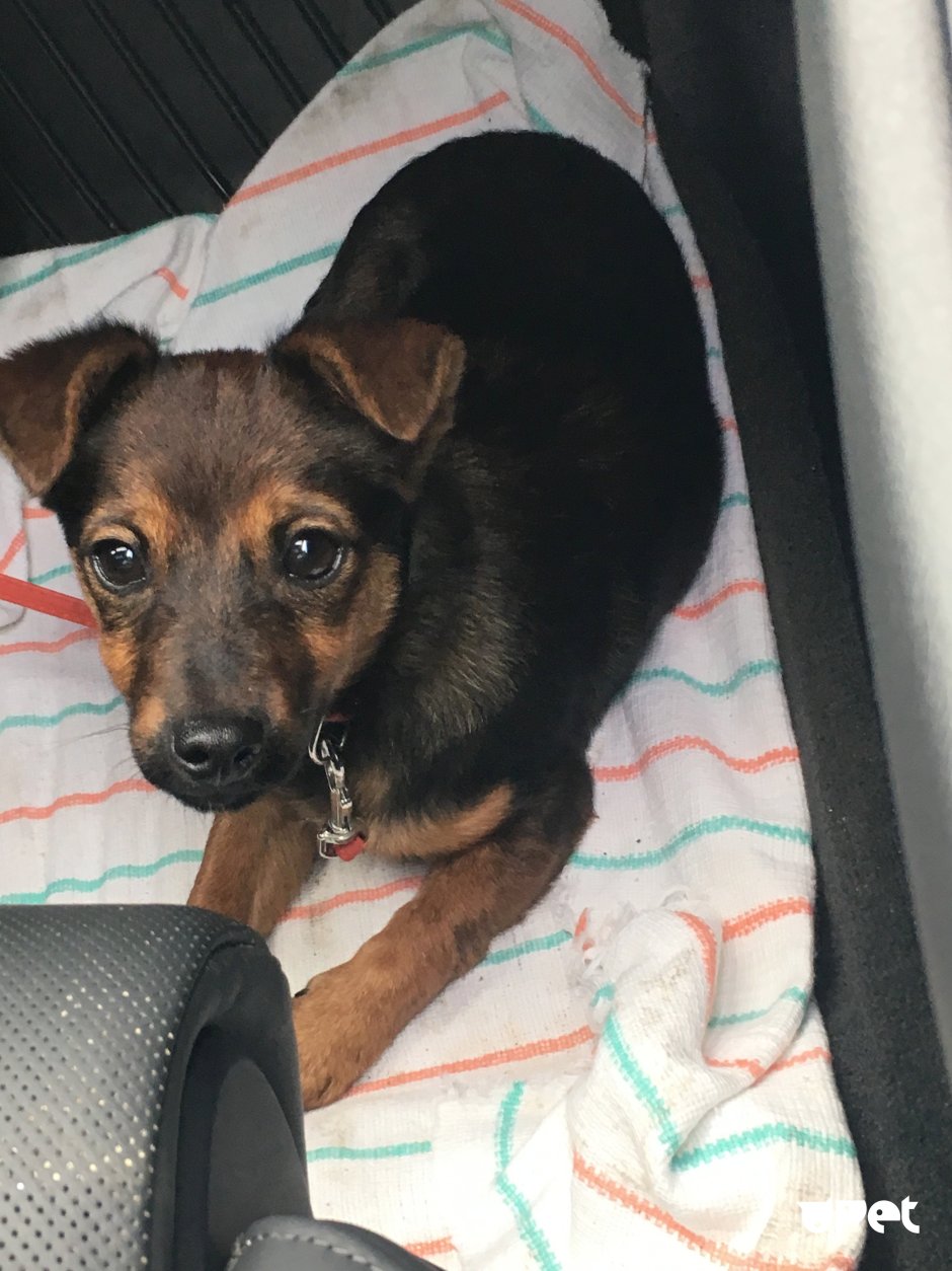 Метис пинчера и Джек Рассела