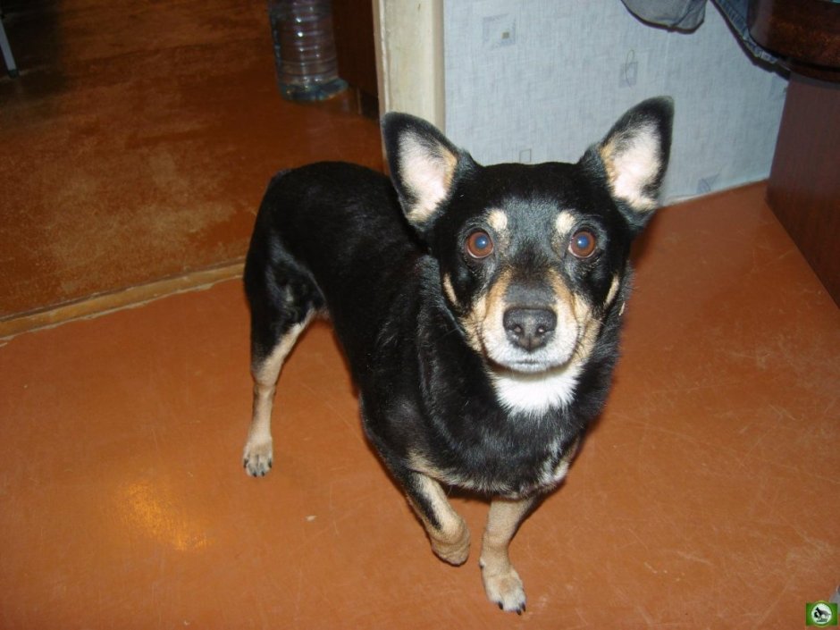 Той терьер смесь с дворняжкой