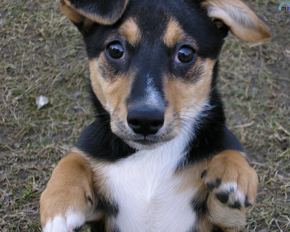 Трехцветная собака дворняга