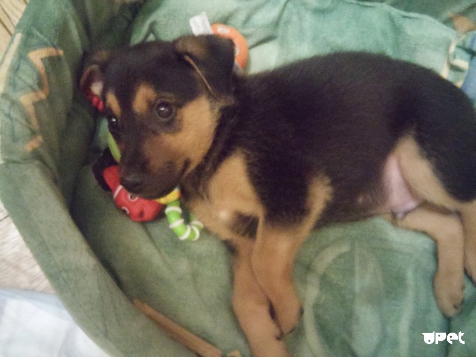 Щенки метисы Джек Рассела и пинчера