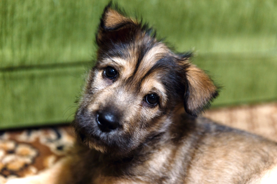 Собака дворняжка