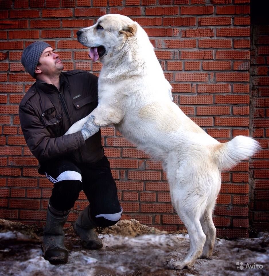 Алабай Среднеазиатская овчарка 5 месяцев
