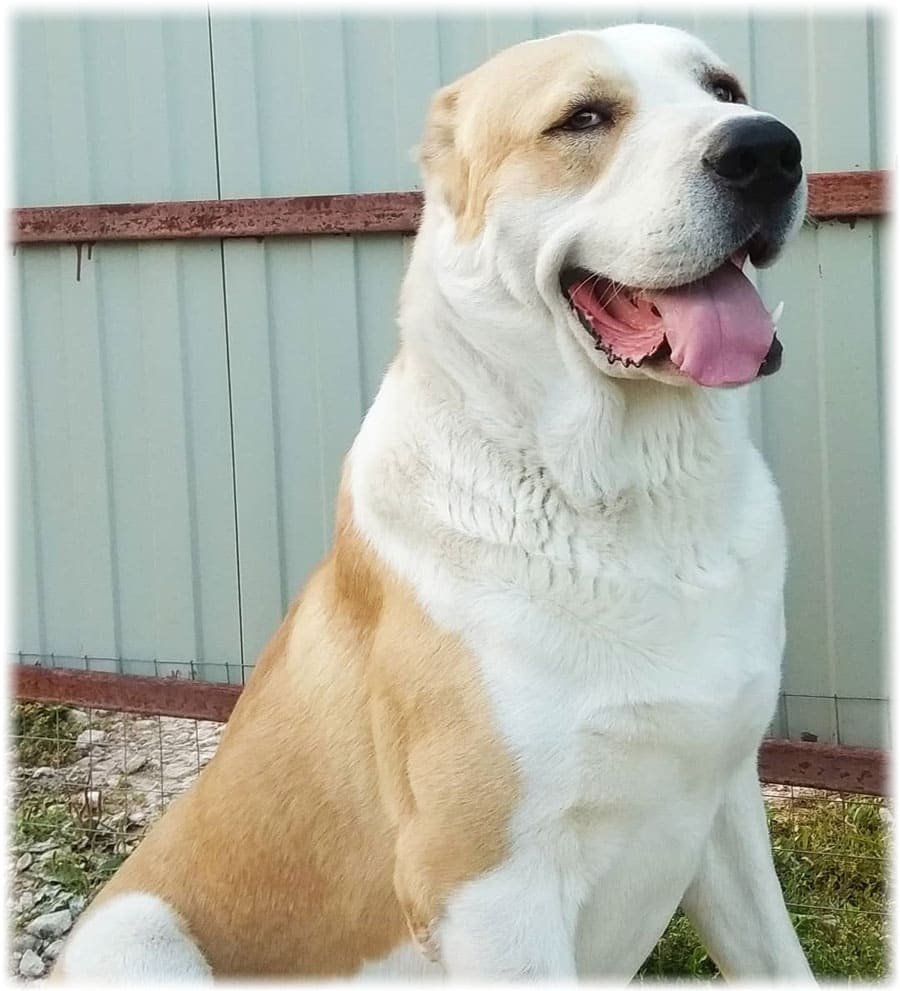 Туркменский волкодав кангал