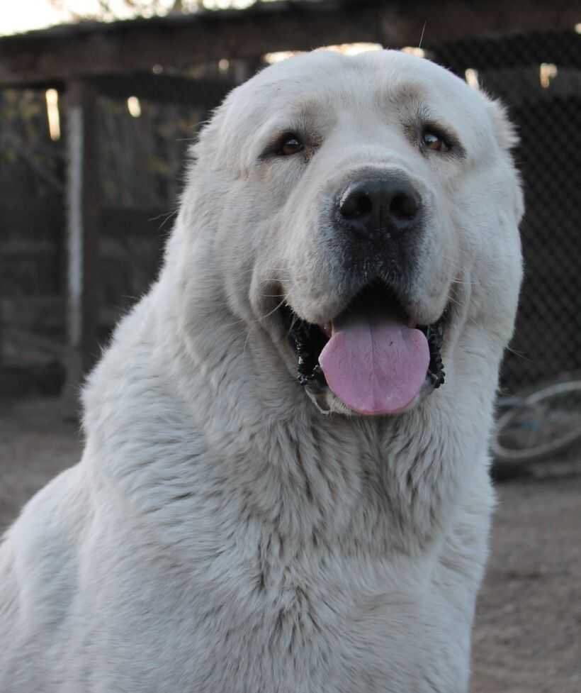 Среднеазиатская овчарка