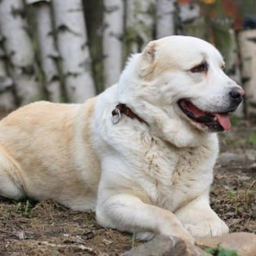 Среднеазиатская овчарка