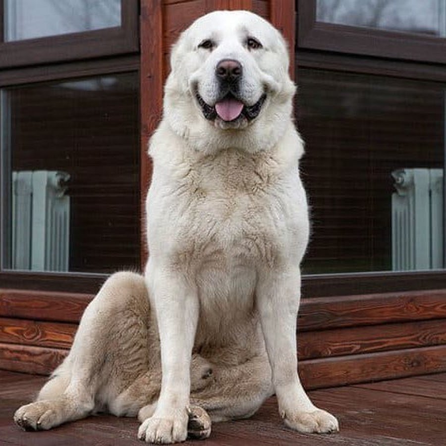 Волкодав Среднеазиатская овчарка алабай