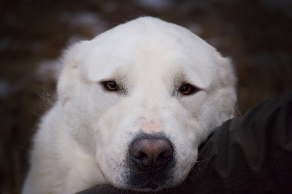 Туркменский алабай кангал