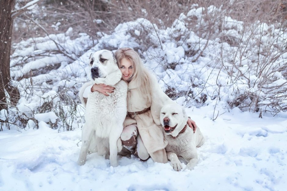 Среднеазиатская овчарка волкодав