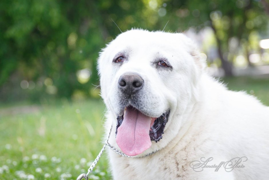 Акгуш туркменский алабай
