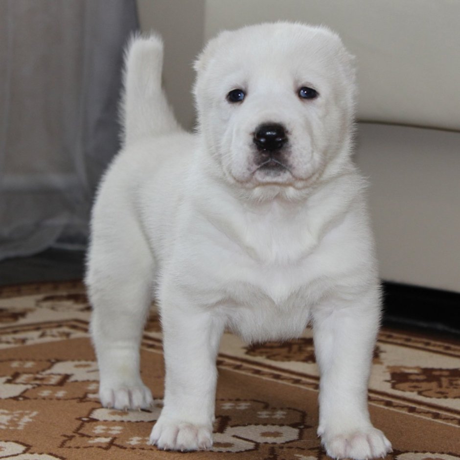 Монгольский алабай