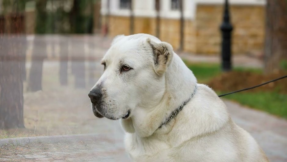 Азиатская овчарка алабай