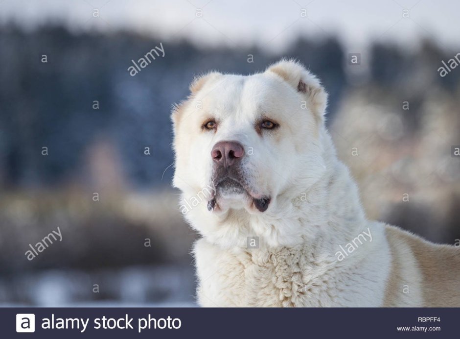Среднеазиатская овчарка алабай черно белая