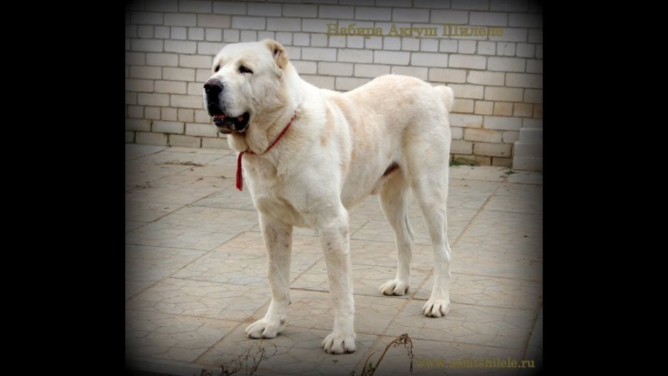 Среднеазиатская овчарка алабай черно белый щенок