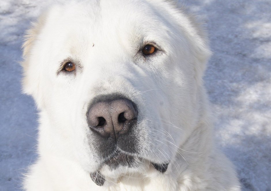 Среднеазиатская овчарка белая
