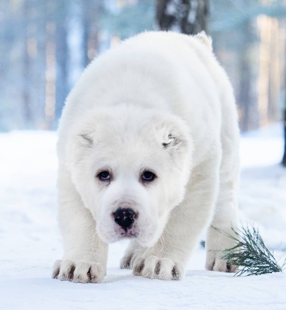 Среднеазиатская овчарка алабай