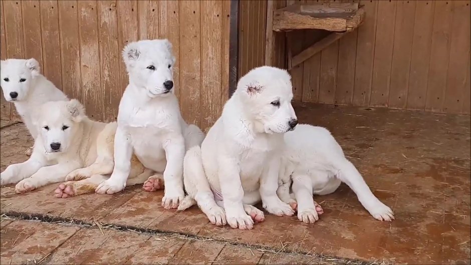 Среднеазиатская овчарка черная