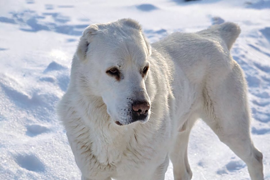 Среднеазиатская овчарка алабай белые
