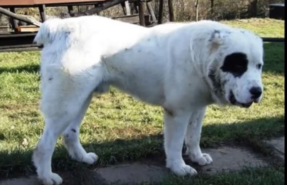 Среднеазиатский алабай