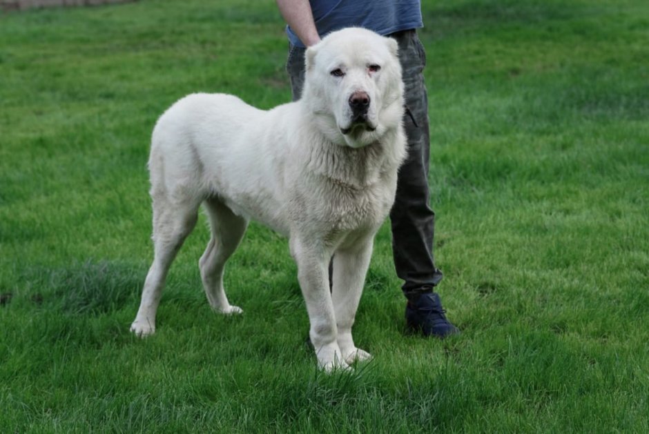 Алабай с человеком во весь рост