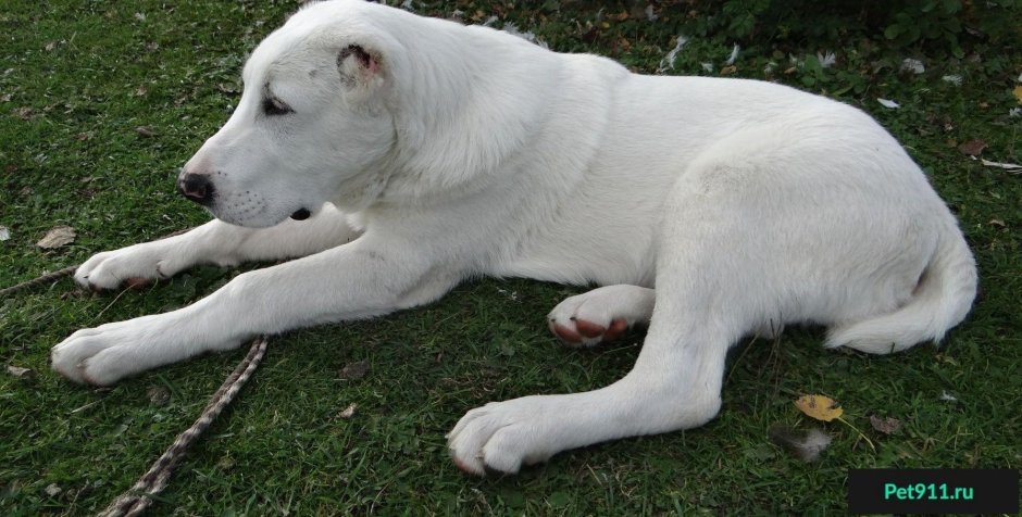 Среднеазиатская овчарка бульдозер