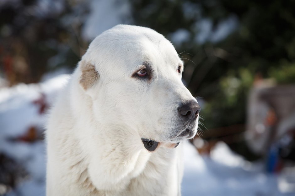 Среднеазиатская овчарка алабай
